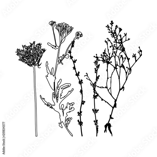 Meadow grasses, herbs and flowers outlines.