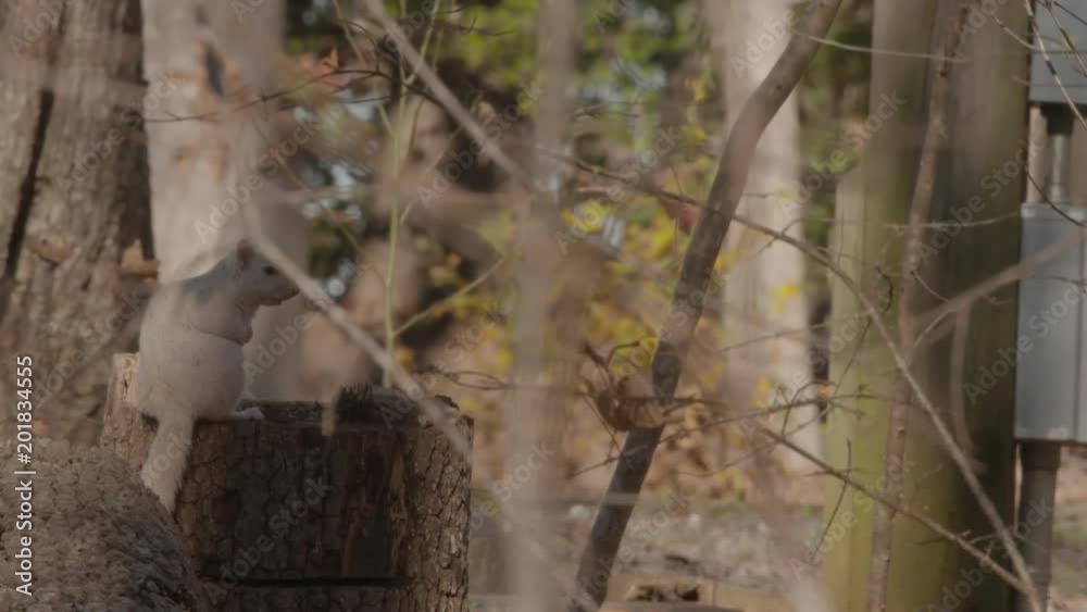a gray squirrel in the woods a gray squirrel in the woods