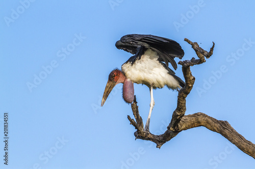 Marabou stork in Kruger National park, South Africa photo