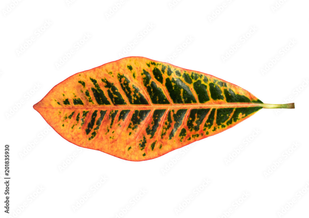 orange leaf on white background orange leaf on white background