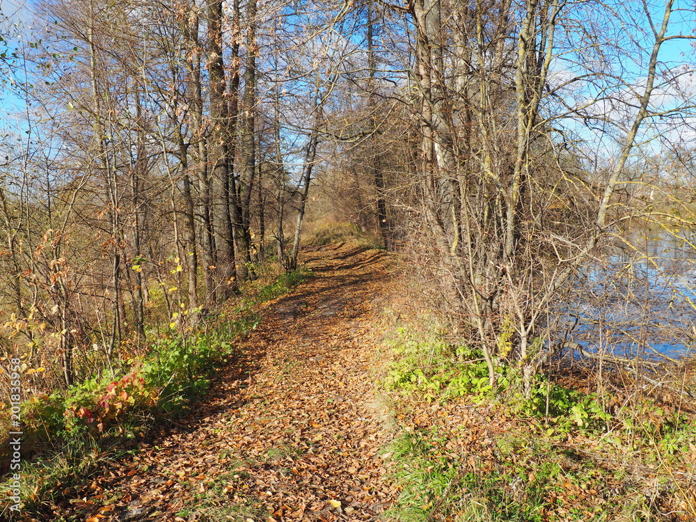 a forest path passing through a forest between bushes and trees a forest path passing through a forest between bushes and trees
