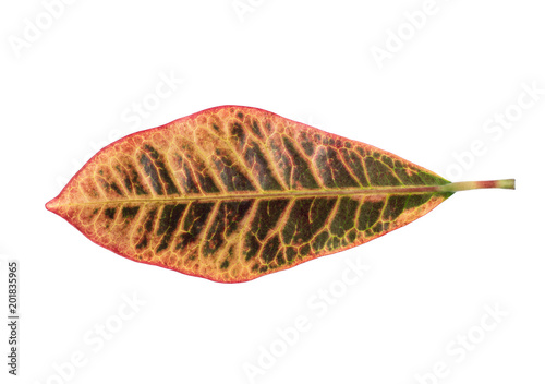 exotic orange leaf on white background