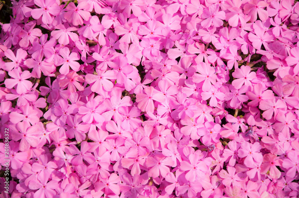 Blütenhintergrund pink