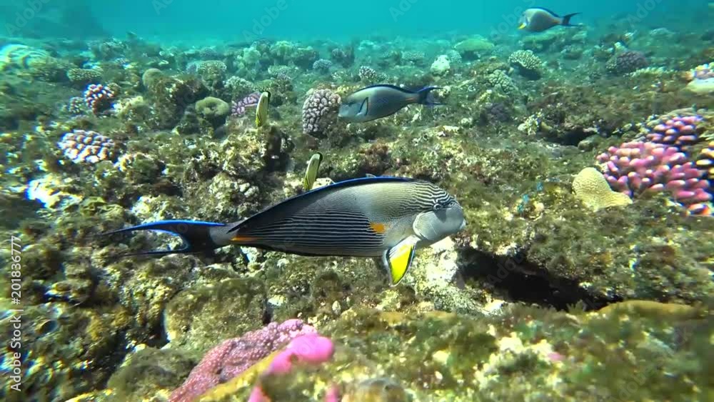 Clip of a sohal surgeonfish or sohal tang, Acanthurus sohal Clip of a sohal surgeonfish or sohal tang, Acanthurus sohal