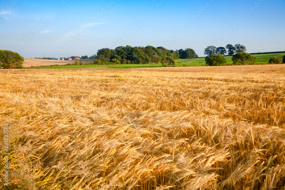 Golden barley field in rural Scotland UK