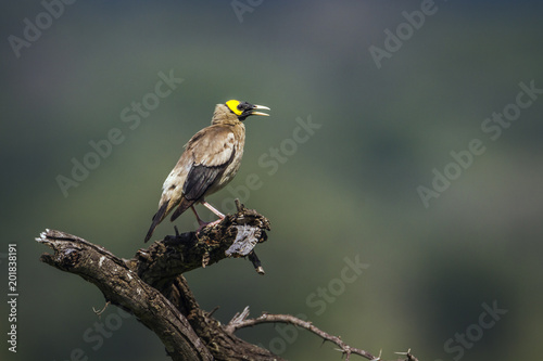 Wattled starling in Mapungubwe National park, South Africa