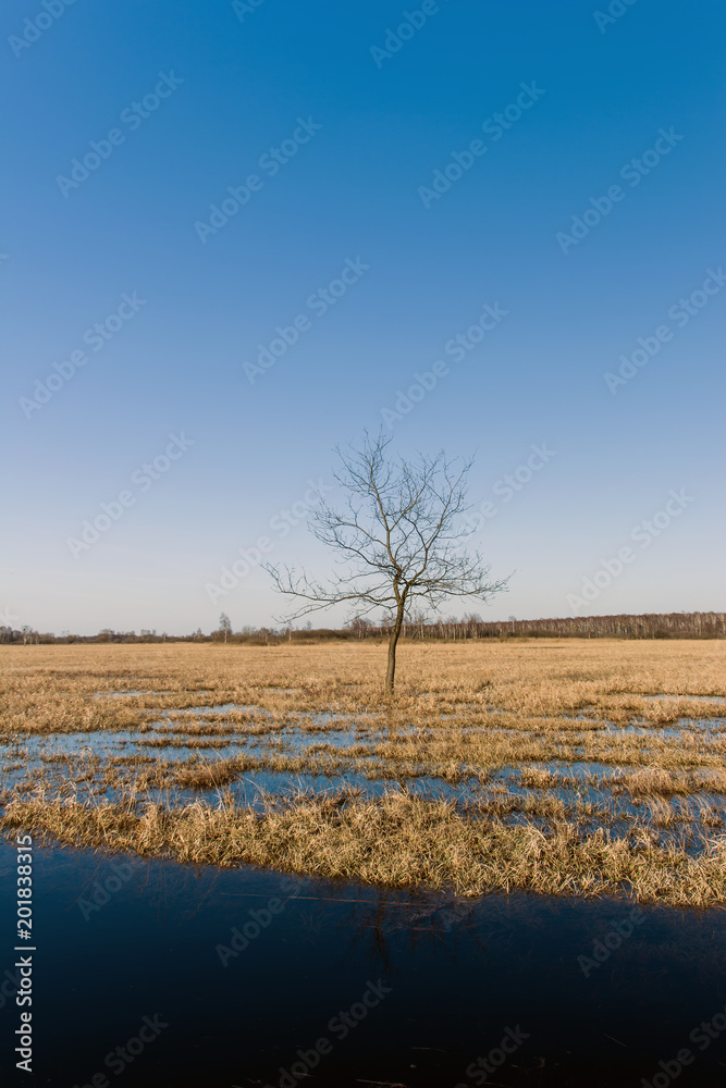 Lonely tree and marshy meadow