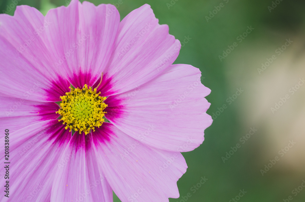 Macro of cosmos flower of yellow and pink colors. Macro of cosmos flower of yellow and pink colors.