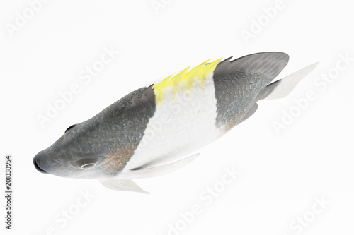 Realistic 3D Render of Black Pyramid Butterflyfish photo