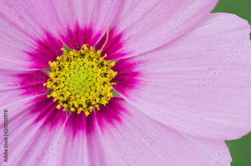 Macro of cosmos flower of yellow and pink colors.
