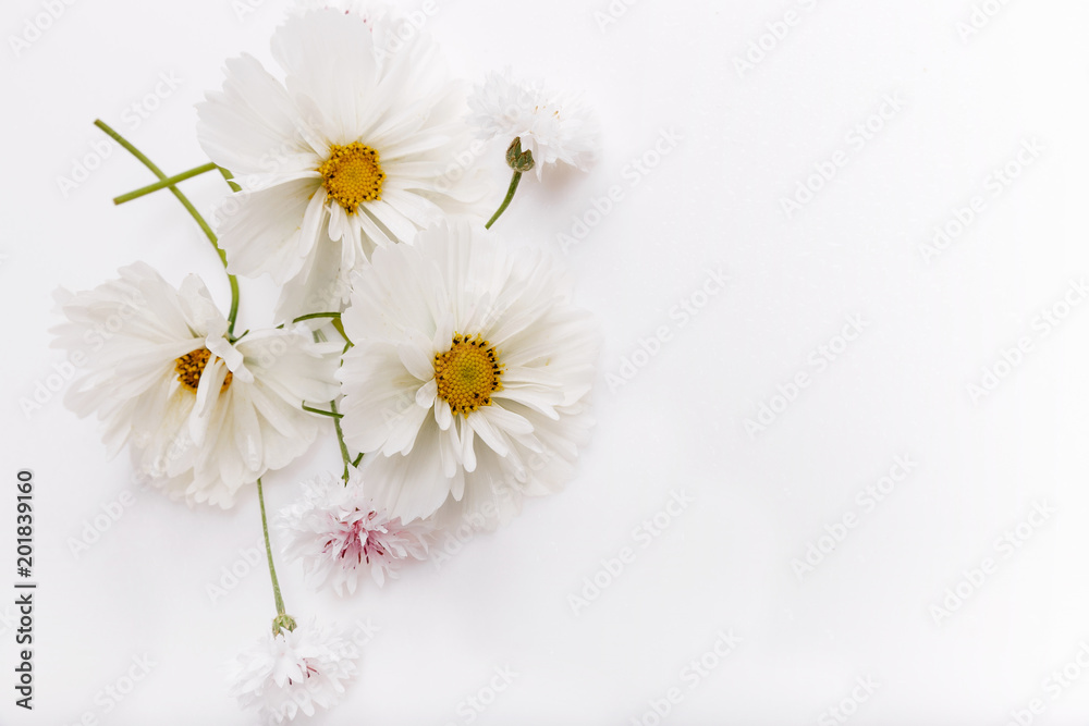 Obraz premium Composition, frame white cosmea, cosmos flowers on white background. Backdrop with copy space, flat lay, top view. Mother's, Birthday, Valentines, Women's, Wedding Day concept