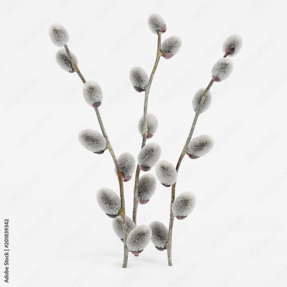 Realistic 3D Render of Willow Catkins - obrazy, fototapety, plakaty 