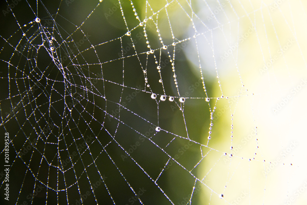 Thin and small spider webs with morning drew and water drops of the night with a bokeh of green trees and sky in the background, shot in bavaria