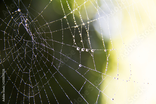 Thin and small spider webs with morning drew and water drops of the night with a bokeh of green trees and sky in the background, shot in bavaria © dreamansions