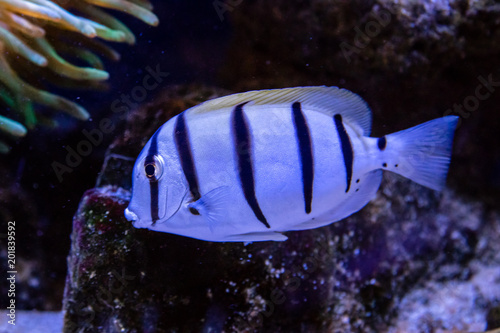 Canvas Print Acanthurus triostegus fish