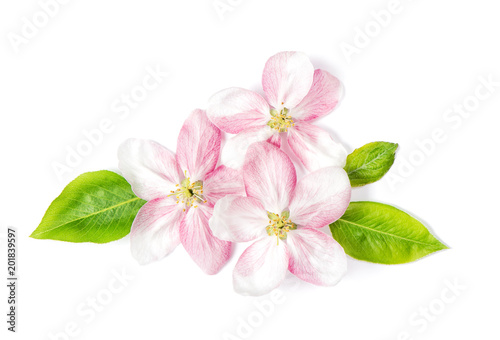 Fototapeta Naklejka Na Ścianę i Meble -  Apple tree blossom green leaves Spring flowers