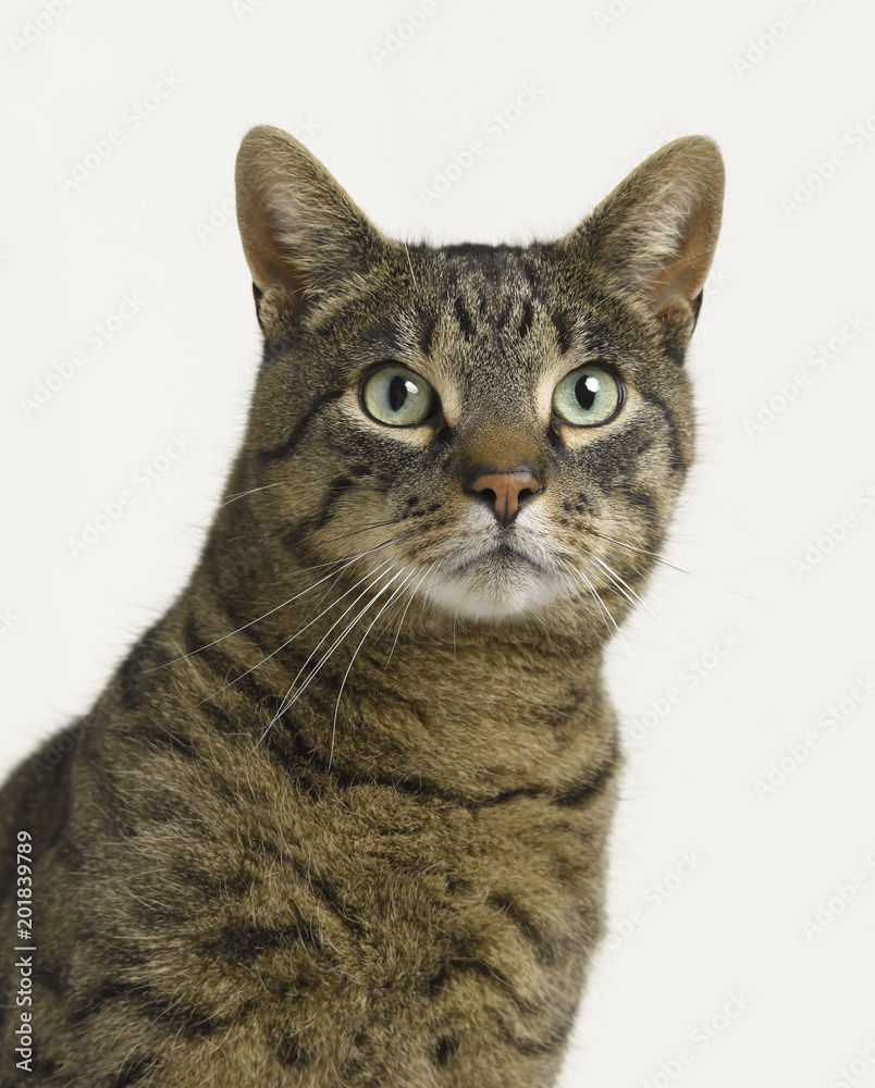 Katzenporträt