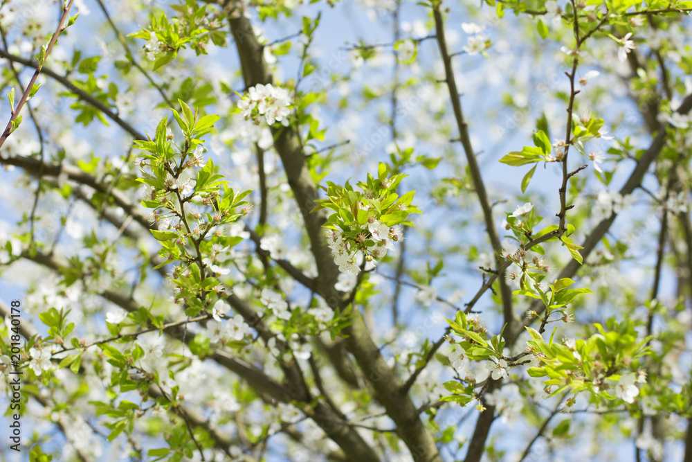 Branch of a blooming cherry tree with blue sky in the background 