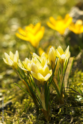 Macro photo of beautiful spring flowers growing in the garden, yellow crocuses 