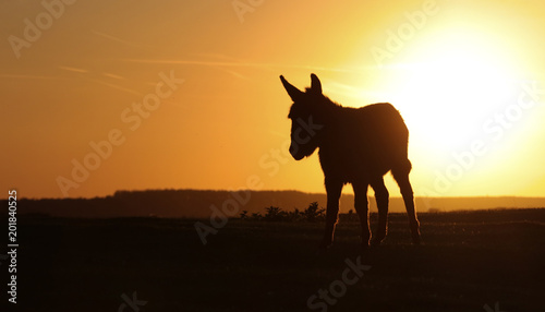 Silhouette of wild donkey on sunset