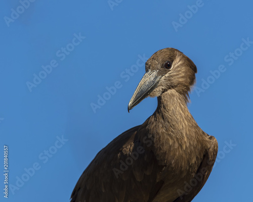 Profile of bird with blue sky in background