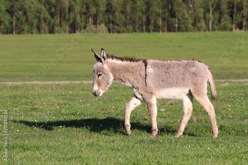 Gray wild donkey walk through the meadow