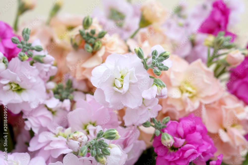 Fototapeta premium ストック