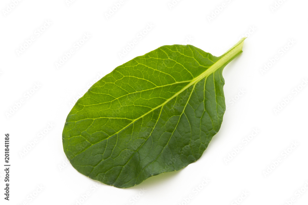 Obraz premium Spinach leaves close up isolated on white.