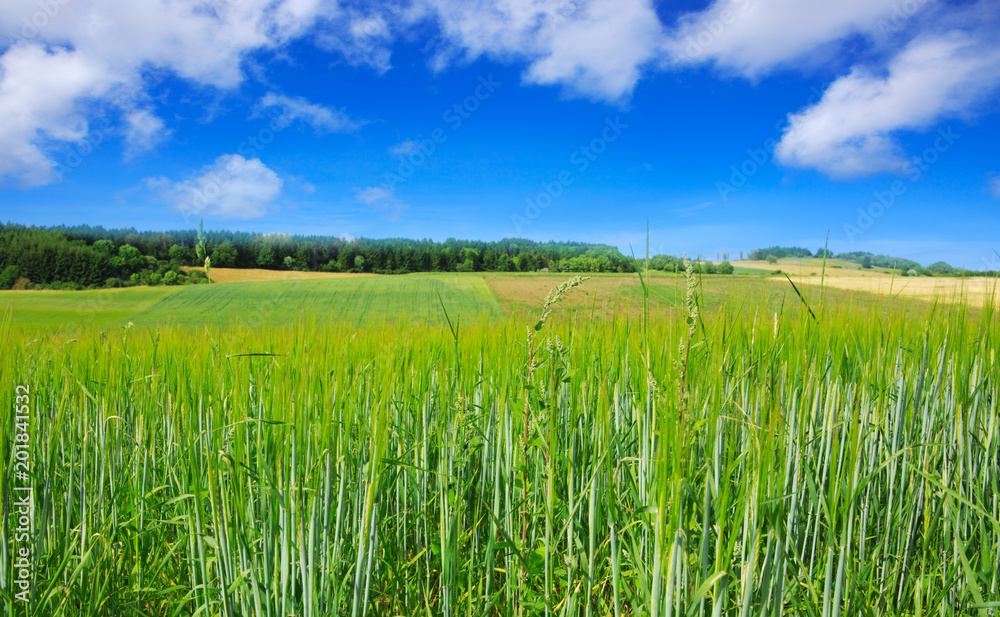 Green wheat field and blue sky. Green wheat field and blue sky.