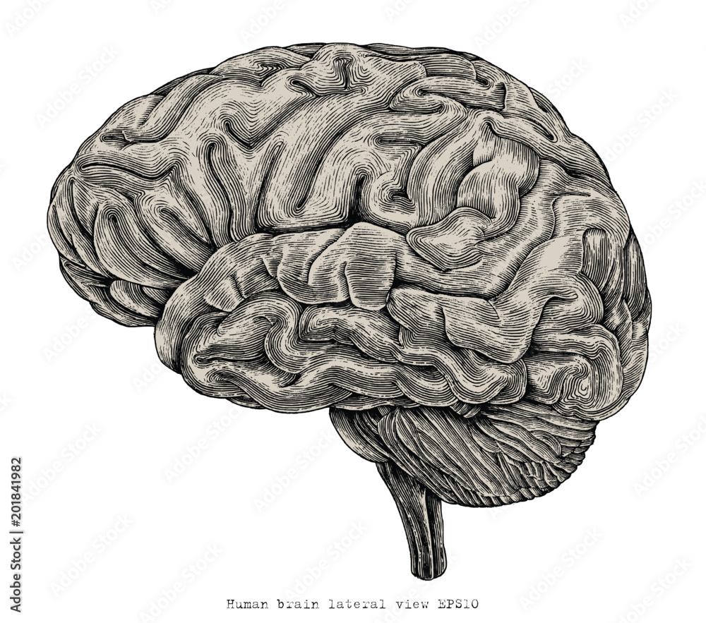 Human brain lateral view hand drawing vintage engraving illustration - obrazy, fototapety, plakaty 