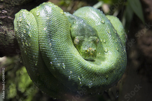 Green snake with closed yellow eyes rolled up on a branch of a tree with the body rolled around its head and water drops on the skin