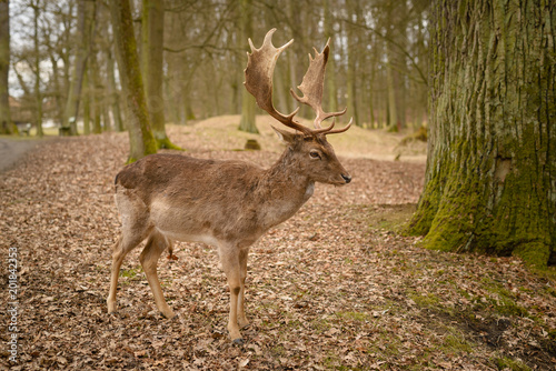 Fallow deer - Dama dama  alone in park  early spring