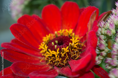 Amazing red zinnia flower with yellow stamens  bright and beautiful autumn bloomer