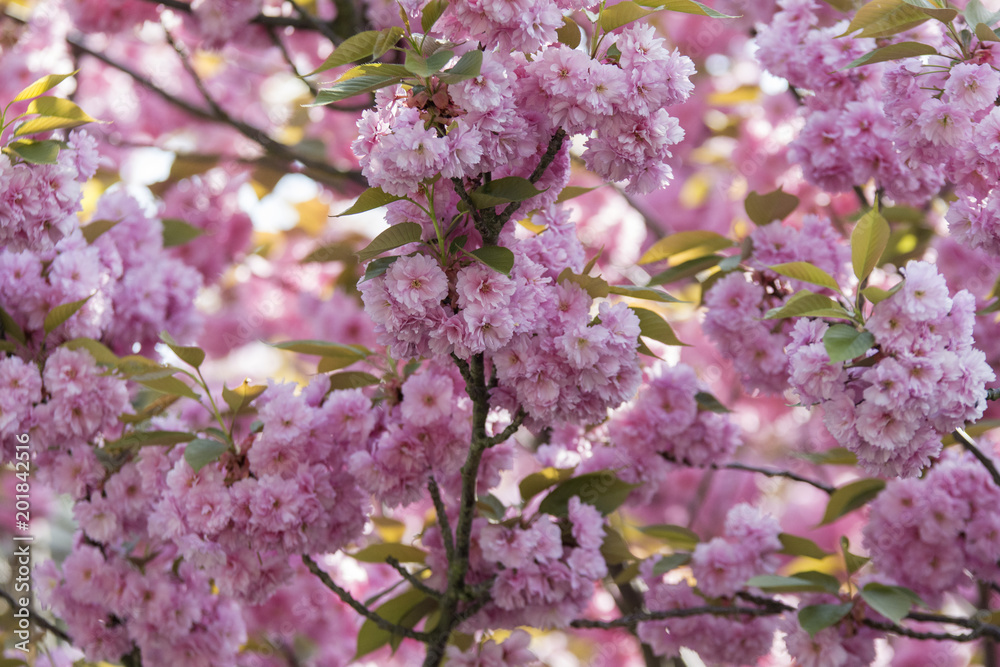 Fototapeta premium Japanische Zierkirsche im Frühling