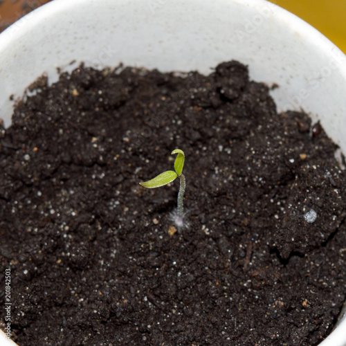 Small chili pepper sprouting from seed in spring, planting material of Explosive Ember pepper, farmers' task for springtime