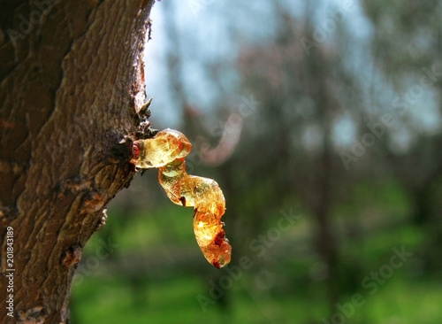 Drop of apricot wood tar.Tree resin. Macro photo. © gossip7