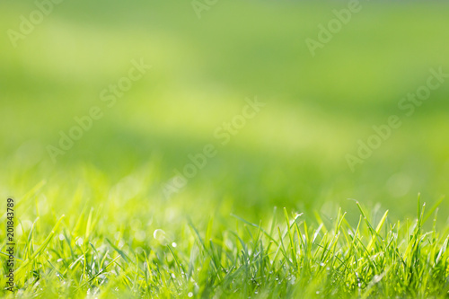 Green blurry grass background with negative space for caption
