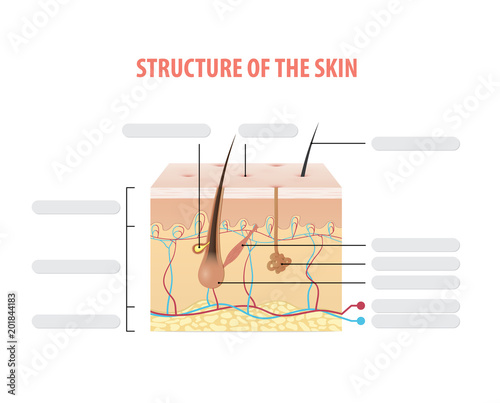Structure of the skin info blank illustration vector on white background. Beauty concept.