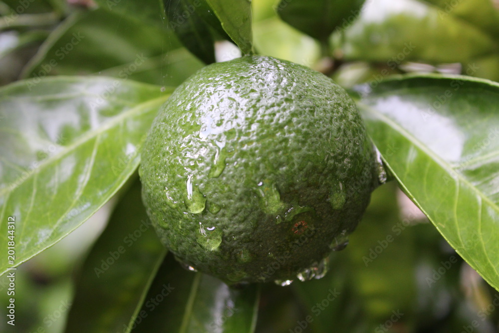 fruit fruit