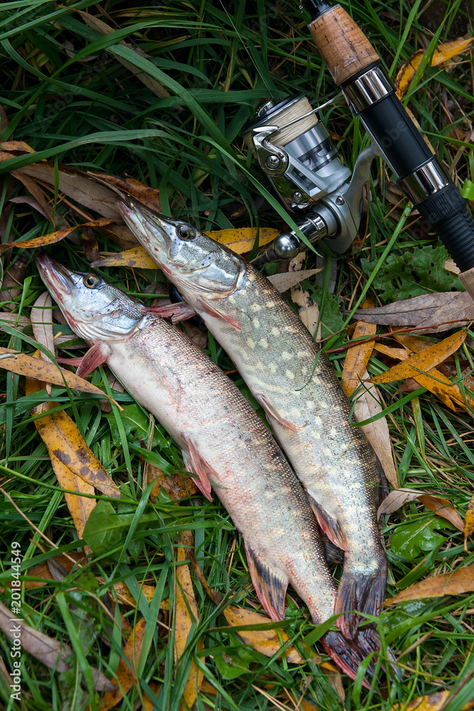 Freshwater pike fish and fishing equipment lies on green grass with yellow leaves..
