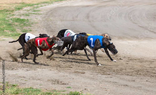 Greyhounds at racing
