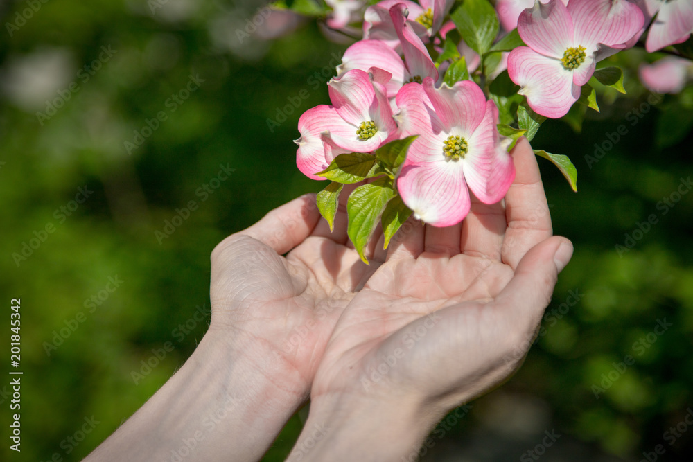 Frühlingsblumen in Mädchenhänden