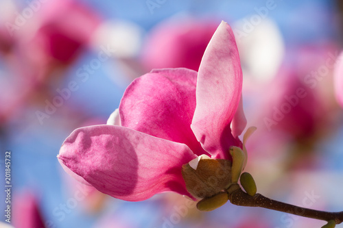 Pink magnolia blossoms photo