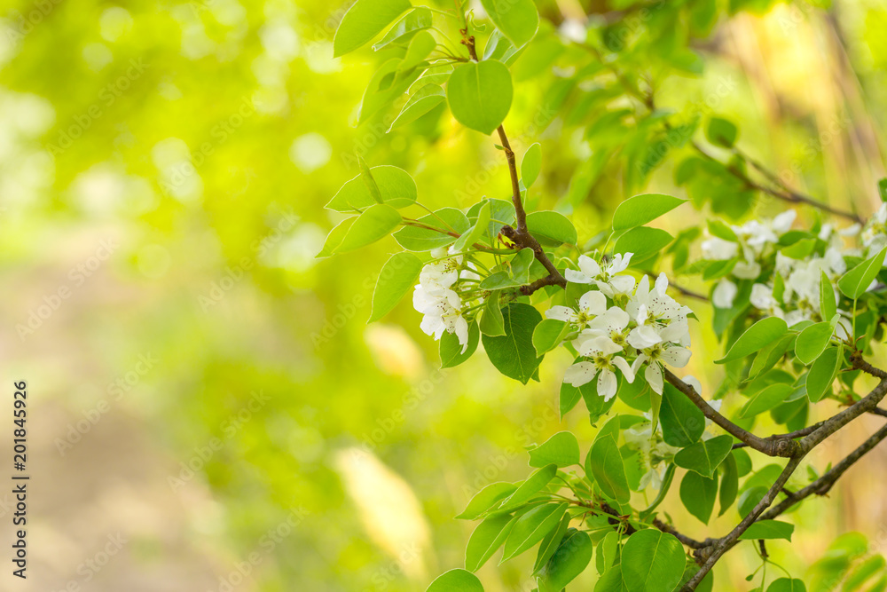 Cherry blossom in spring Cherry blossom in spring