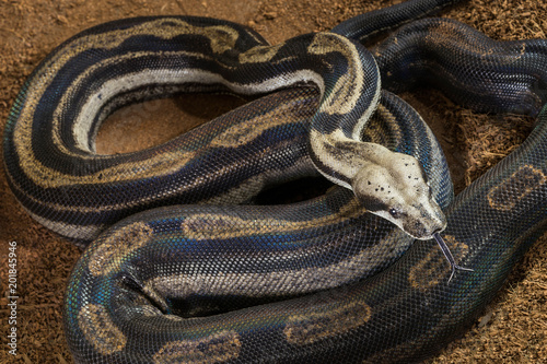 Close up of Boa constrictor imperator – mutational form Motley – Snow. Female