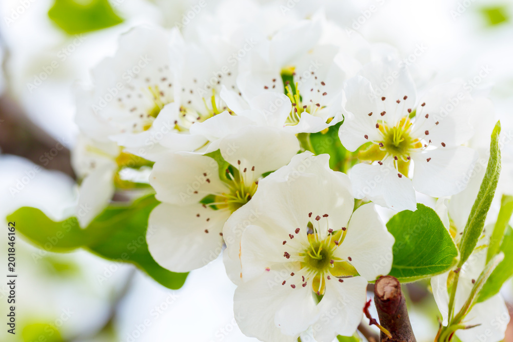 Obraz premium Cherry blossom in spring