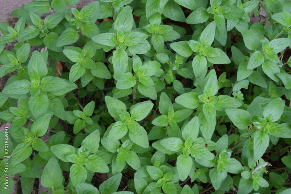 herb - oregano / ハーブ - オレガノの新芽 herb - oregano / ハーブ - オレガノの新芽