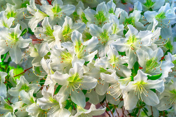 Acrylglasbilder Azalee Weisse Azaleenblüten im Frühlingsgarten  © Oleg1824f