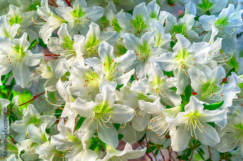 White azalea flowers on a bush in the spring garden