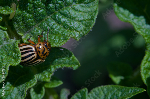 Colorado beetle on a sheet of potato bush in the garden. A dangerous pest for agriculture. Macro. 